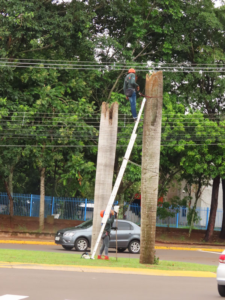 macaw nests in city