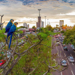 blue-and-gold macaws perched in tree with street and city below