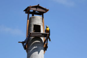 blue-and-gold macaw sitting on a perch by nest box tower
