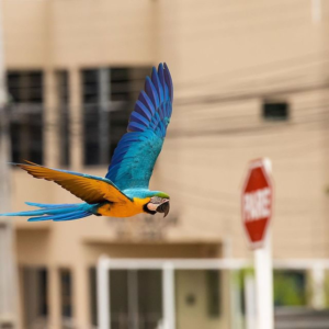 blue and gold macaw flying by stop sign
