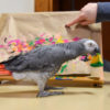 African grey parrot standing on table in front of paint canvas