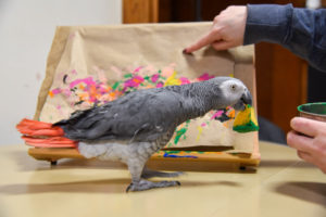 African grey parrot standing on table in front of paint canvas