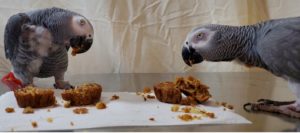 two African grey parrots eating treats on a table