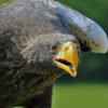 close up on face and shoulders of a steller's sea eagle standing and leaning forward with beak open and wings raised a bit