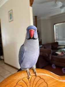 blue Indian ring-necked parakeet perches on back of a chair