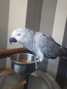 African grey parrot sits on food bowl
