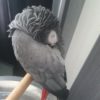 African grey parrot naps on t-stand