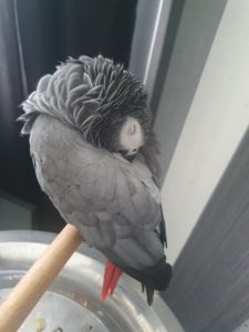 African grey parrot naps on t-stand