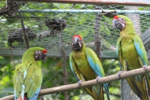 three great green macaws perch on branch