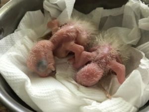 great green macaw chicks lying on paper towels in bowl