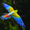 wild great green macaw flying