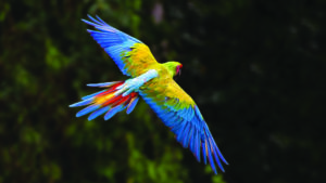 wild great green macaw flying