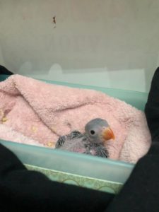 two-day-old Indian ring-neck parakeet chick named Mumble sitting in container on a towel