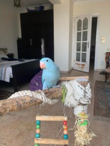 blue Indian ring-necked parakeet perches on t-stand with rope and toys attached