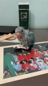 blue Indian ring-necked parakeet chick sits on tabletop