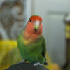 peach-faced lovebird sitting furniture