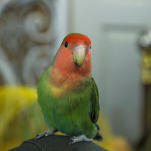 peach-faced lovebird sitting furniture