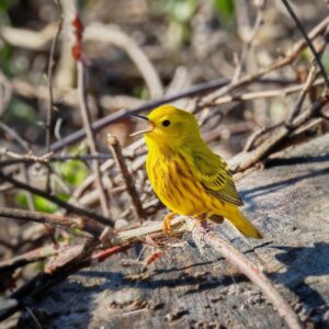 yellow warbler perched outdoors on a twig on the ground with beak open