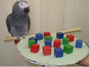 African grey parrot perched near table of objects