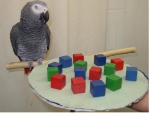 African grey parrot