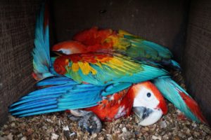 scarlet macaw chicks in nest box