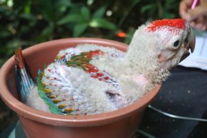 scarlet macaw chick