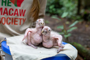 scarlet macaw chicks in Peru