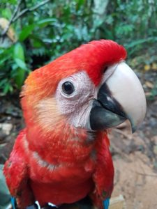 Lafeber’s Global Parrot Conservation Spotlight: The Scarlet Macaws of Tambopata, Perú