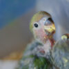 baby parrot with pin feathers and feathers still coming in standing with others
