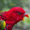close up on head of a chattering lory that has wet feathers and beak is open