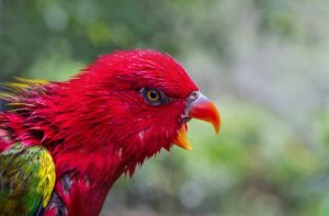 chattering lory; lorikeet