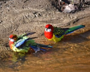 two red, yellow, green, and blue colored parrots sitting in the water of a creek