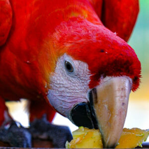 close up on head of macaw standing and bending to eat fruit