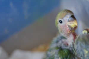 parrot chick