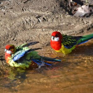 two eastern rosellas bathing in edge of water on the ground