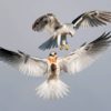image of white raptors in mid flight from the Audubon Photography contest 2022