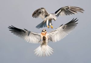 image of white raptors in mid flight from the Audubon Photography contest 2022