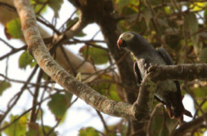Lafeber’s Global Parrot Conservation Spotlight: Timneh Grey Parrots in Sierra Leone, Africa