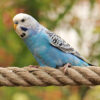 blue parakeet on roper perch
