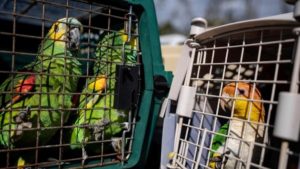 Two green Amazon parrots cling to pet carrier and a white, green and yellow Caique parrot clings to a pet carrier