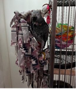 African grey parrot