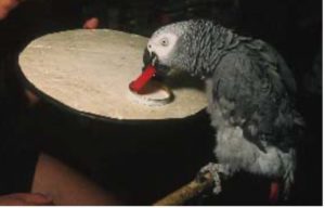 African grey parrot