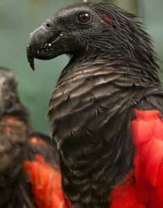 black and red dracula parrot