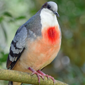 A bleeding heart pigeon (aka bleeding heart dove) perched on a branch outside