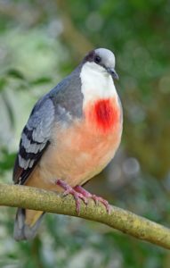 bleeding heart dove, bleeding heart pigeon