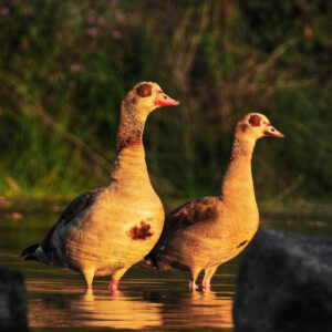 two Egyptian geese standing in shallow water by water's edge