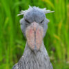 head and neck of a shoebill stork looking directly at the camera with tall green grass in background