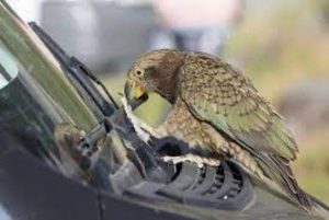 Green parrot sits on car hood pulling at windshield wiper