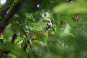 Lafeber’s Global Parrot Conservation Spotlight: The Yellow-Naped Amazons of Guatemala