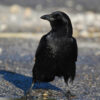 American crow standing on wet pavement